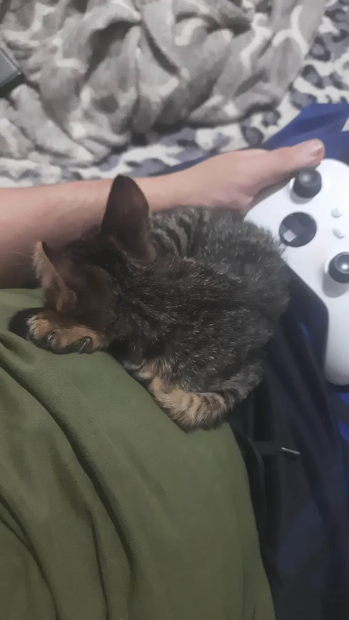 Gato ra a SRD-ViraLata idade Abaixo de 2 meses nome Persefone