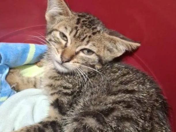 Gato ra a SRD-ViraLata idade Abaixo de 2 meses nome Persefone