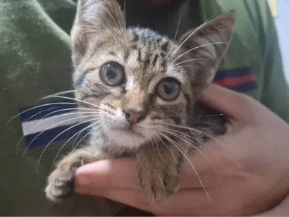 Gato raça SRD-ViraLata idade Abaixo de 2 meses nome Persefone