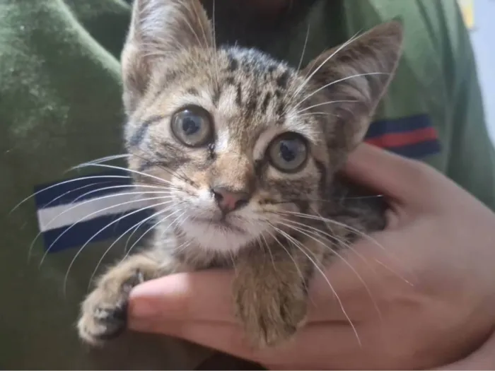 Gato ra a SRD-ViraLata idade Abaixo de 2 meses nome Persefone