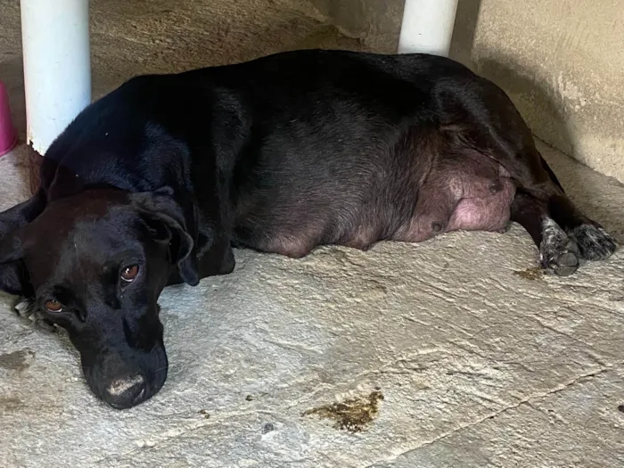 Cachorro ra a Basset-Cofap idade 2 anos nome NEGA