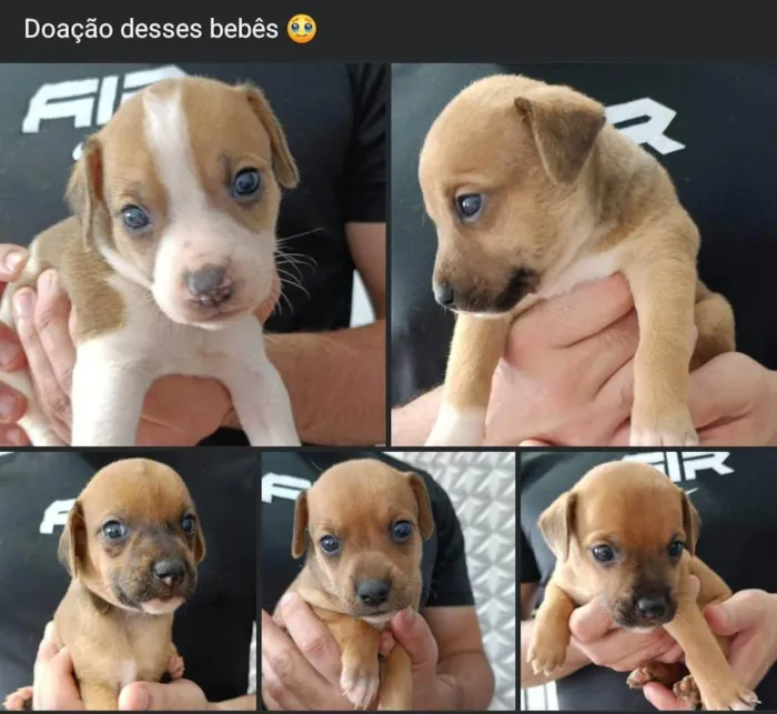 Cachorro ra a SRD-ViraLata idade Abaixo de 2 meses nome Bob