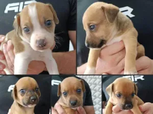 Cachorro raça SRD-ViraLata idade Abaixo de 2 meses nome Bob