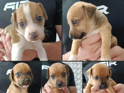 Cachorro raça SRD-ViraLata idade Abaixo de 2 meses nome Bob