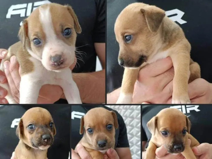 Cachorro ra a SRD-ViraLata idade Abaixo de 2 meses nome Bob