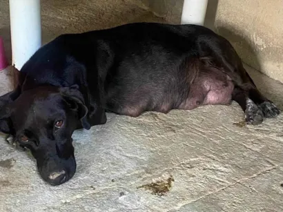 Cachorro raça Basset-Cofap idade 2 anos nome NEGA