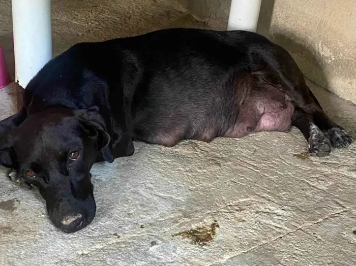 Cachorro ra a Basset-Cofap idade 2 anos nome NEGA