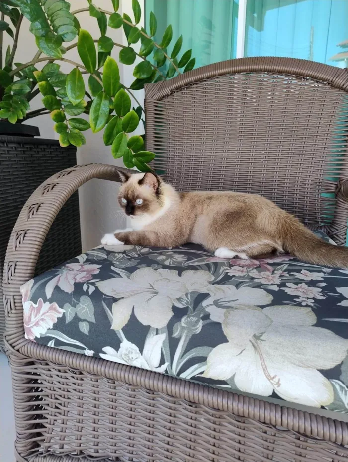 Gato ra a Siamês idade 2 a 6 meses nome Minie
