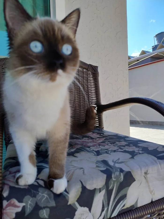 Gato ra a Siamês idade 2 a 6 meses nome Minie