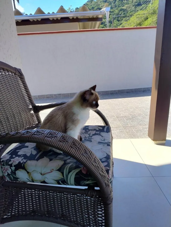 Gato ra a Siamês idade 2 a 6 meses nome Minie
