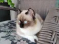 Minie