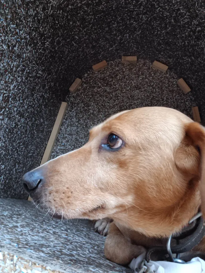 Cachorro ra a SRD-ViraLata idade 6 ou mais anos nome Marley