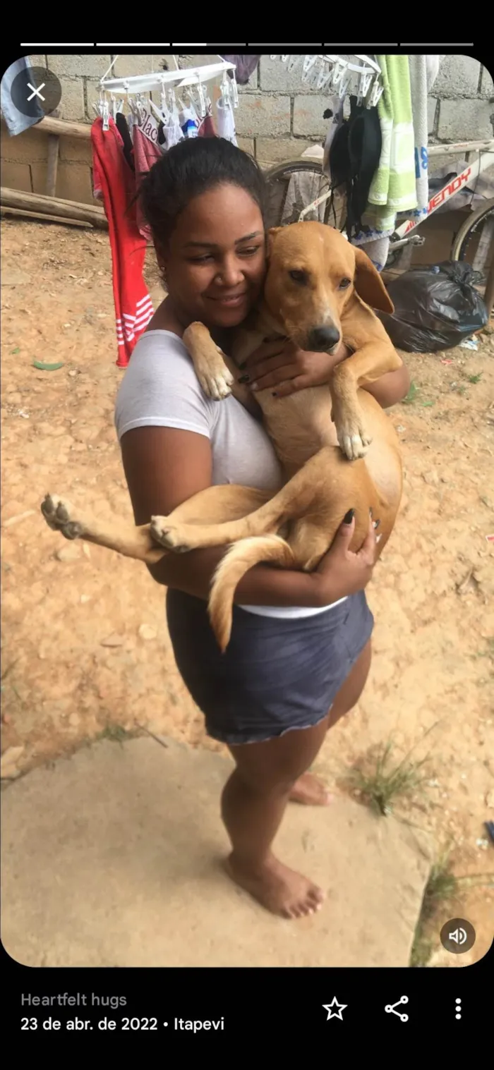 Cachorro ra a SRD-ViraLata idade 6 ou mais anos nome Marley