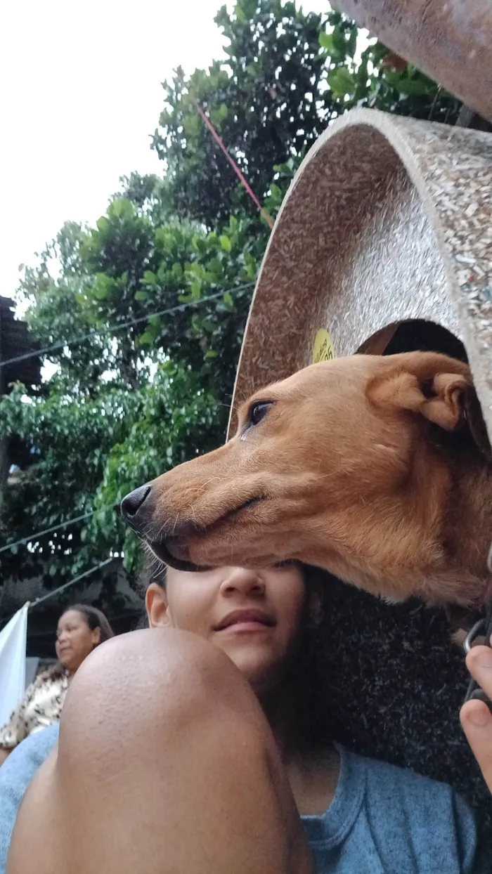 Cachorro ra a SRD-ViraLata idade 6 ou mais anos nome Marley