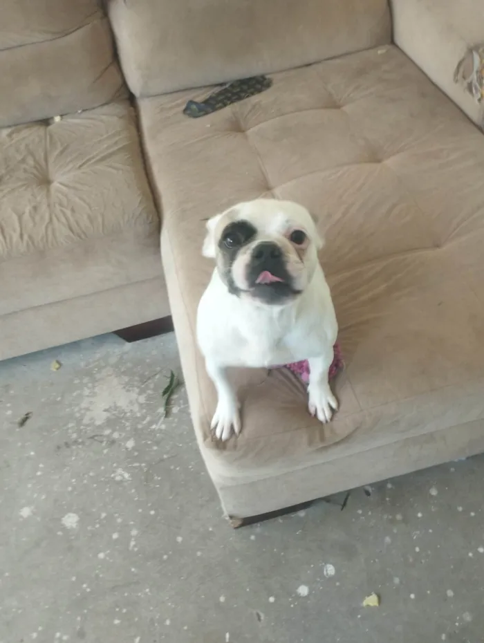 Cachorro ra a Bulldog idade 4 anos nome Morgana 