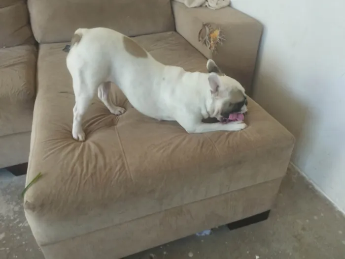 Cachorro ra a Bulldog idade 4 anos nome Morgana 