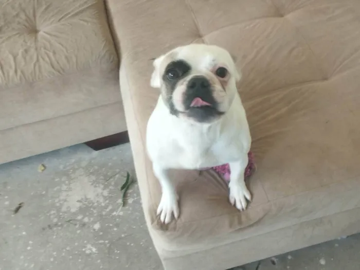 Cachorro ra a Bulldog idade 4 anos nome Morgana 
