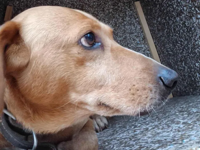 Cachorro ra a SRD-ViraLata idade 6 ou mais anos nome Marley