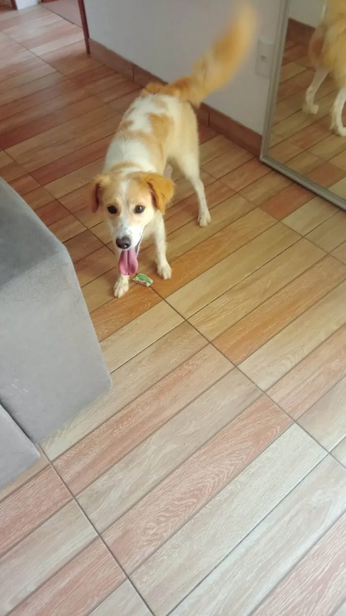 Cachorro ra a SRD-ViraLata idade 1 ano nome Zara
