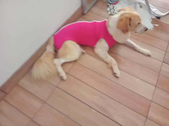 Cachorro ra a SRD-ViraLata idade 1 ano nome Zara