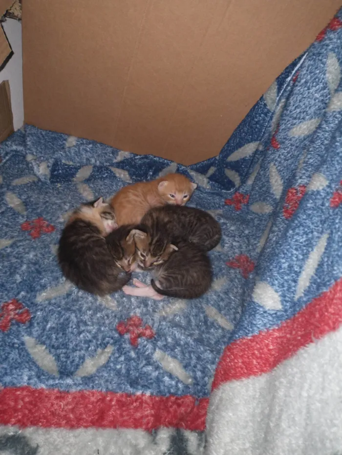 Gato ra a SRD-ViraLata idade Abaixo de 2 meses nome 3 gatinhos