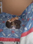 3 gatinhos