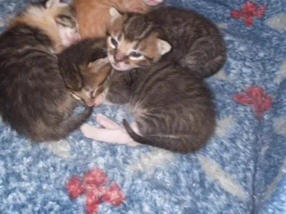 Gato raça SRD-ViraLata idade Abaixo de 2 meses nome 3 gatinhos