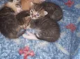 3 gatinhos
