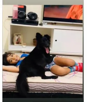 Cachorro ra a SRD-ViraLata idade 2 anos nome CHASE 