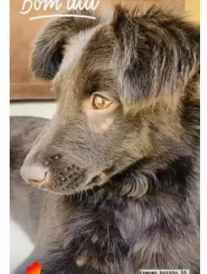 Cachorro ra a SRD-ViraLata idade 2 anos nome CHASE 