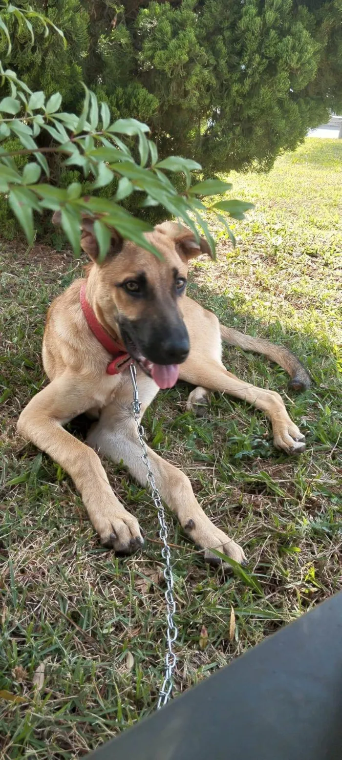Cachorro ra a SRD-ViraLata idade 7 a 11 meses nome Scooby