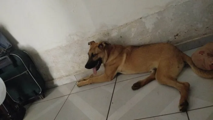 Cachorro ra a SRD-ViraLata idade 7 a 11 meses nome Scooby