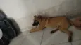 Scooby