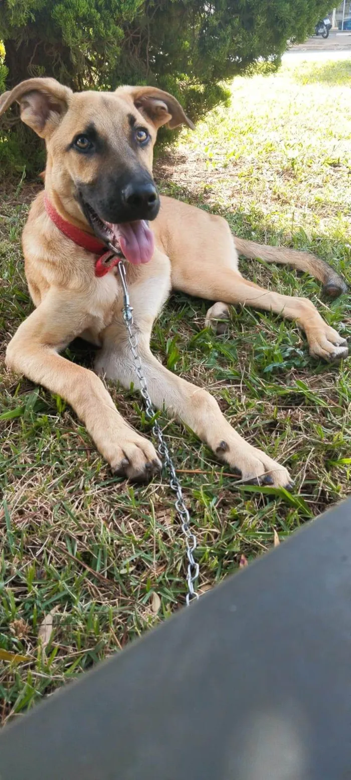 Cachorro ra a SRD-ViraLata idade 7 a 11 meses nome Scooby