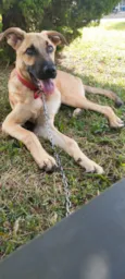 Scooby