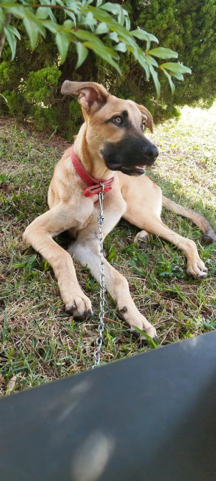 Cachorro ra a SRD-ViraLata idade 7 a 11 meses nome Scooby