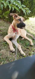 Scooby