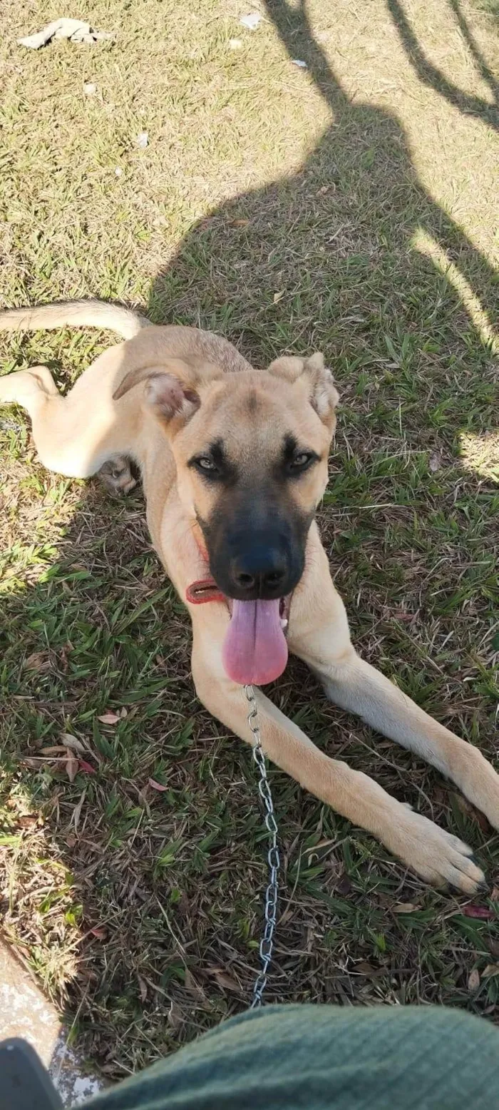 Cachorro ra a SRD-ViraLata idade 7 a 11 meses nome Scooby