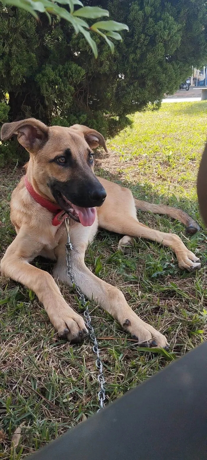 Cachorro ra a SRD-ViraLata idade 7 a 11 meses nome Scooby