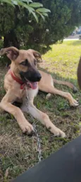 Scooby