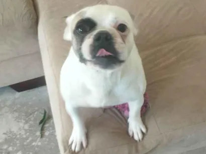 Cachorro raça Bulldog idade 4 anos nome Morgana 