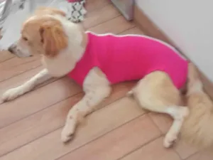 Cachorro raça SRD-ViraLata idade 1 ano nome Zara