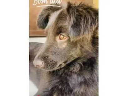 Cachorro raça SRD-ViraLata idade 2 anos nome CHASE 