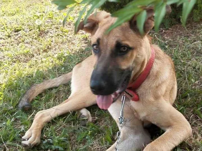Cachorro ra a SRD-ViraLata idade 7 a 11 meses nome Scooby