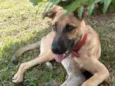 Scooby