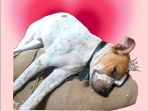 Cachorro raça SRD-ViraLata idade 7 a 11 meses nome Billy bb10meses lindo 
