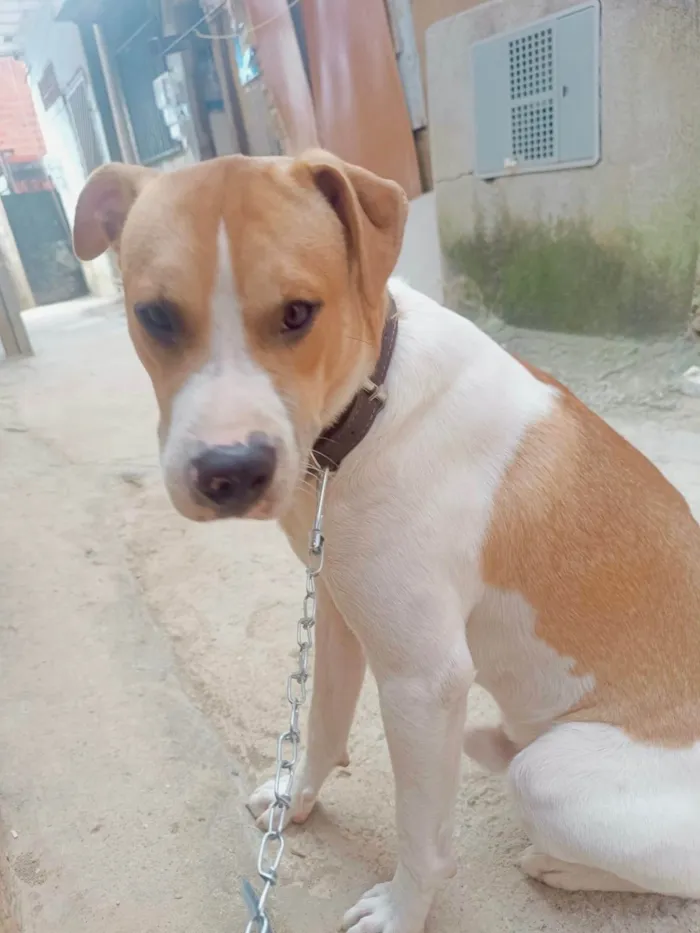 Cachorro ra a SRD-ViraLata idade 7 a 11 meses nome Simon bb10meses lindo
