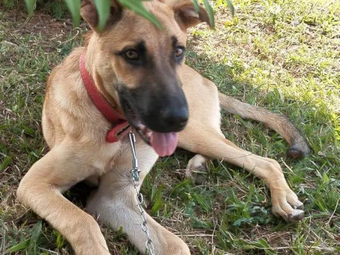 Cachorro ra a SRD-ViraLata idade 7 a 11 meses nome Scooby