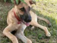 Scooby