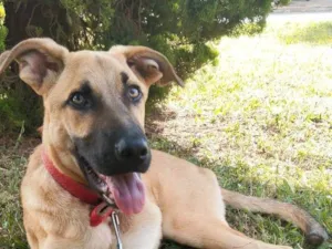 Cachorro raça SRD-ViraLata idade 7 a 11 meses nome Scooby
